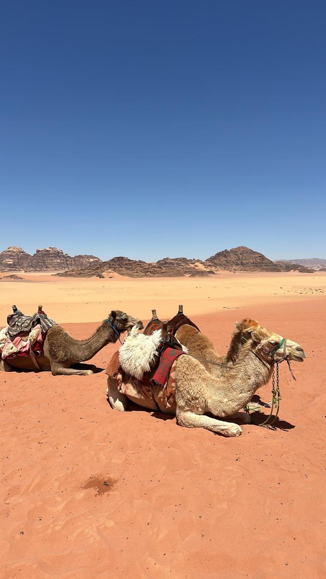 Wadi Rum Nature Екстериор снимка