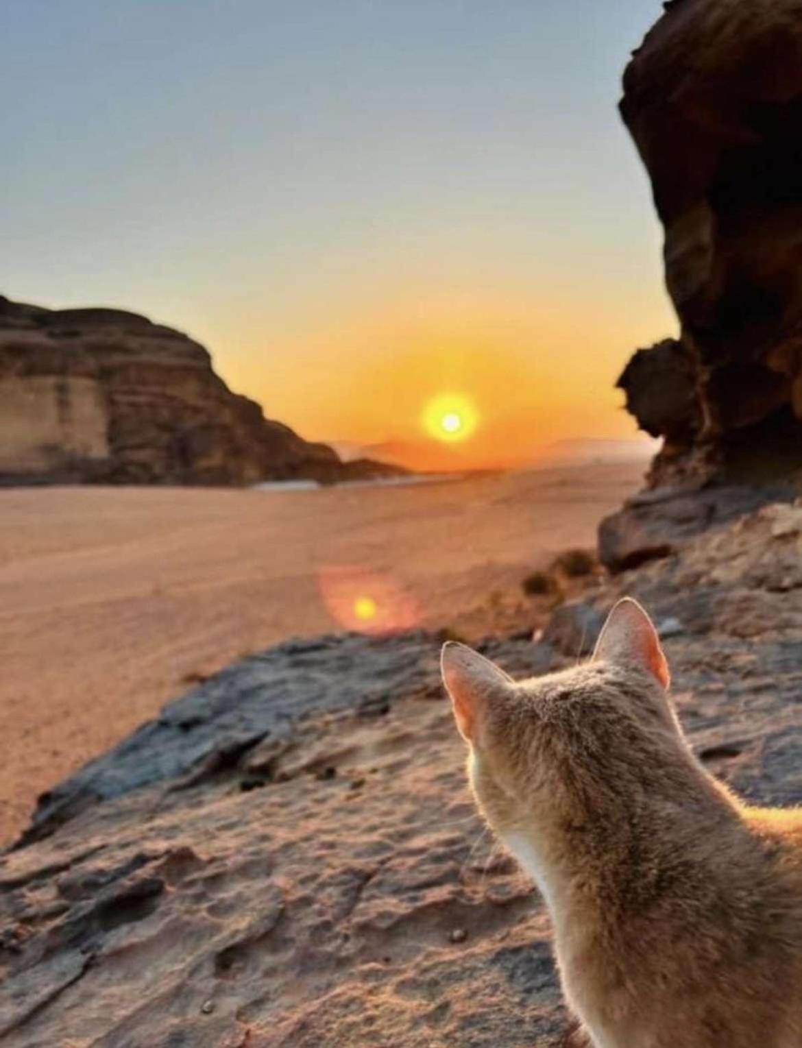 Wadi Rum Nature Екстериор снимка
